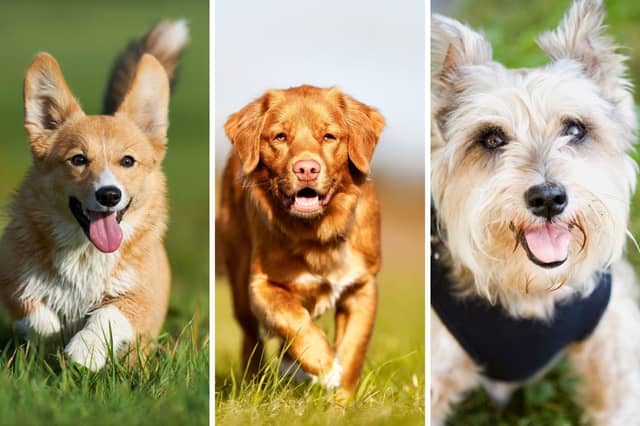 Three of the world's most beautiful dog breeds