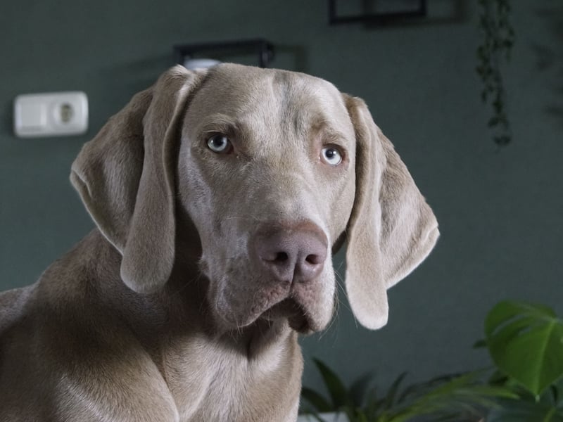 The velvety Weimaraner earns a canine beauty score of 85.6 per cent. Getting its name from the German city of Weimer where it was first bred, the Weimaraner is a classic gun dog, known for its speed, stamina, intelligence and courage.