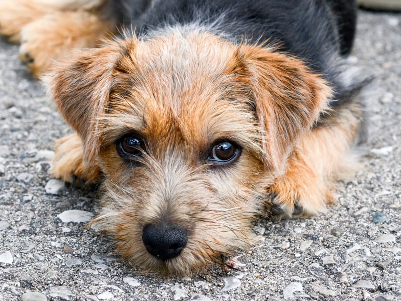 Yet another terrier comes in ninth, with the Norfolk Terrier scoring 84.3 per cent. Another dog bred to hunt vermin, along with their close cousin the Norwich Terrier, they are the smallest of the working terrier breeds.