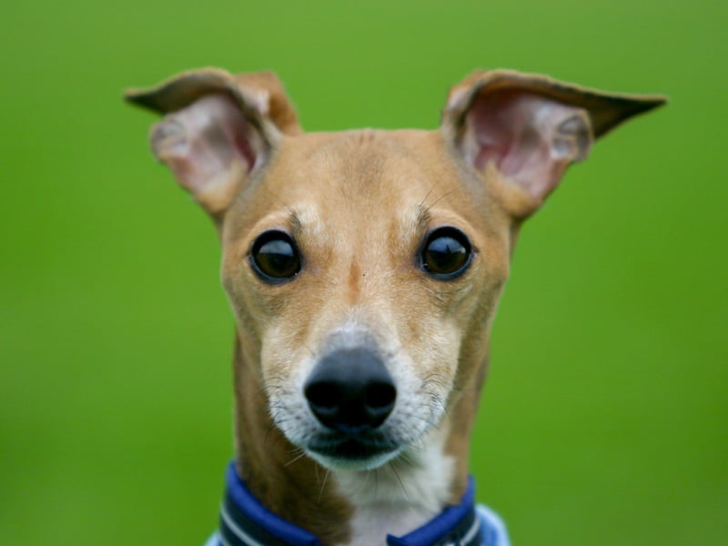 The diminutive Italian Greyhound has a beauty rating of 84.9 per cent. Bred to hunt hare and rabbit with their lightning speed, they have traditionally been a favourite of European royalty, including Catherine the Great and Queen Victoria.