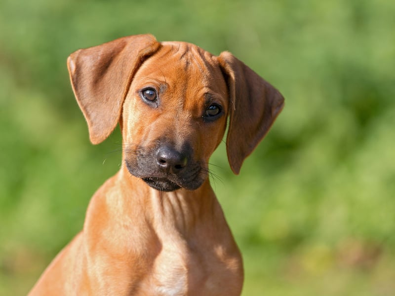 Fourth place in the doggy beauty parade goes to the Rhodesian Ridgeback with a score of 86 per cent. They were originally bred in Scouth Africa by crossing European breeds with the hunting dogs of the the indigenous Khoikhoi people. The fearless creatures were originally used to help hunt lions.