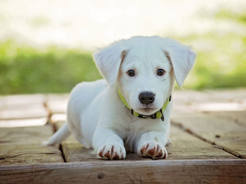 Jack is a traditional English name, meaning 'God is gracious'.