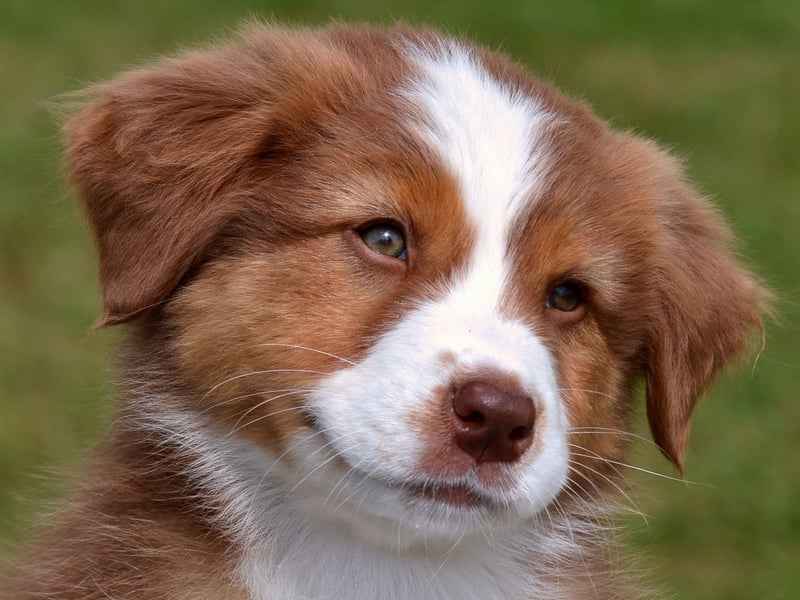 The name Max is a short form of Maximilian or Maxwell, and is Latin in origin, meaning 'greatest'.