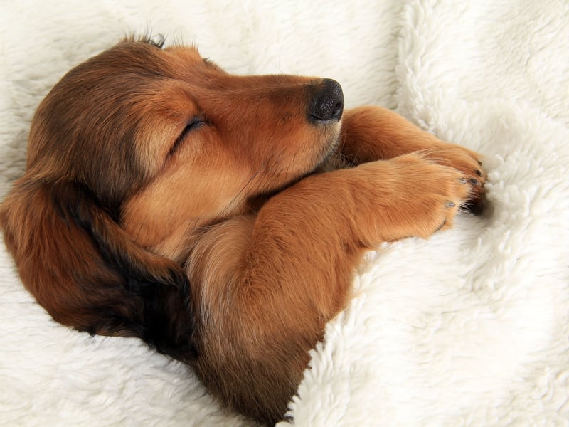 The name Sadie is a diminutive of the Hebrew name Sarah, meaning 'princess'. 