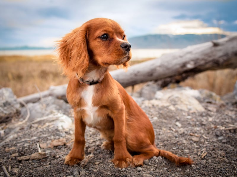  Bailey is a British name, meaning 'berry clearing' or 'bailiff'.