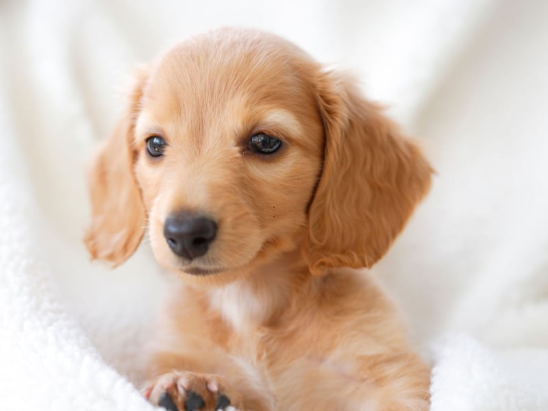 Milo is a name of Germanic origin meaning 'soldier' or 'merciful'.