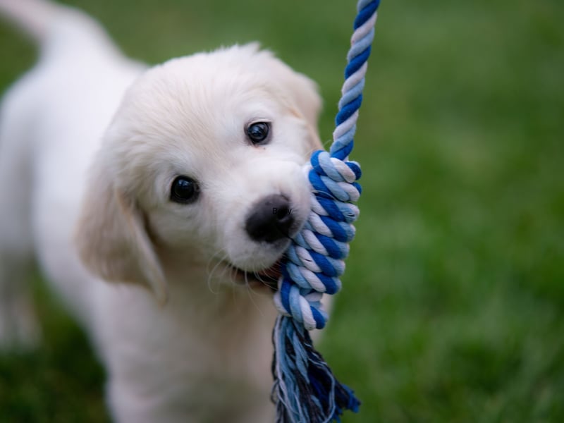 Luna is the most popular dog name of all time. Of Latin origin, it simply means 'moon'.