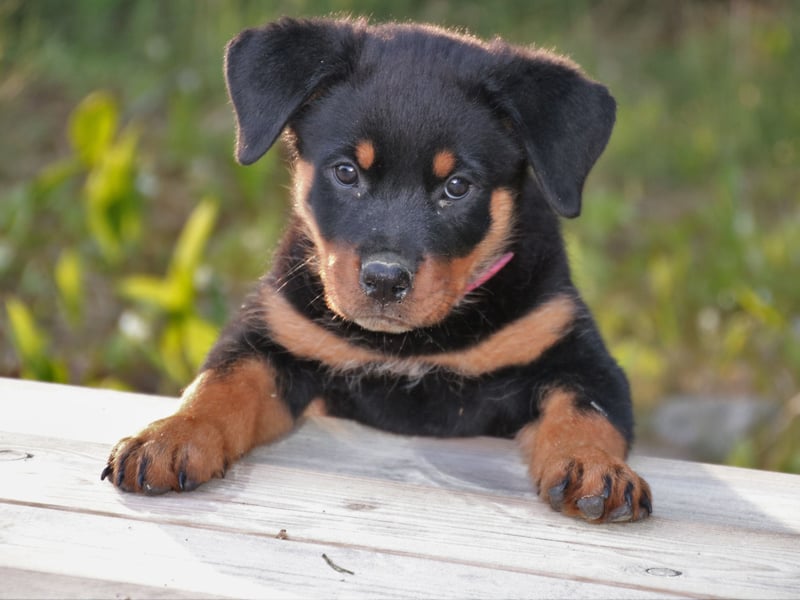 Ruby is a name of Latin origin, meaning 'red'.