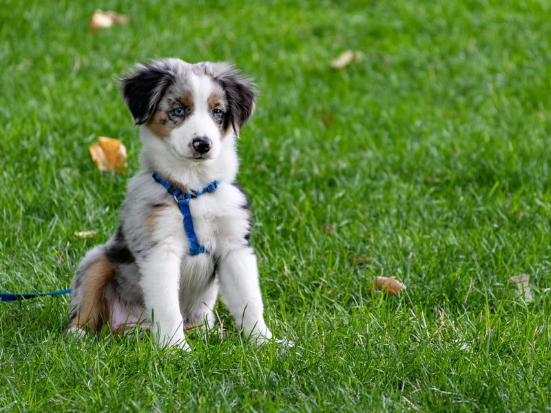 The name Bella is of Italian origin and simply means 'beautiful'. 