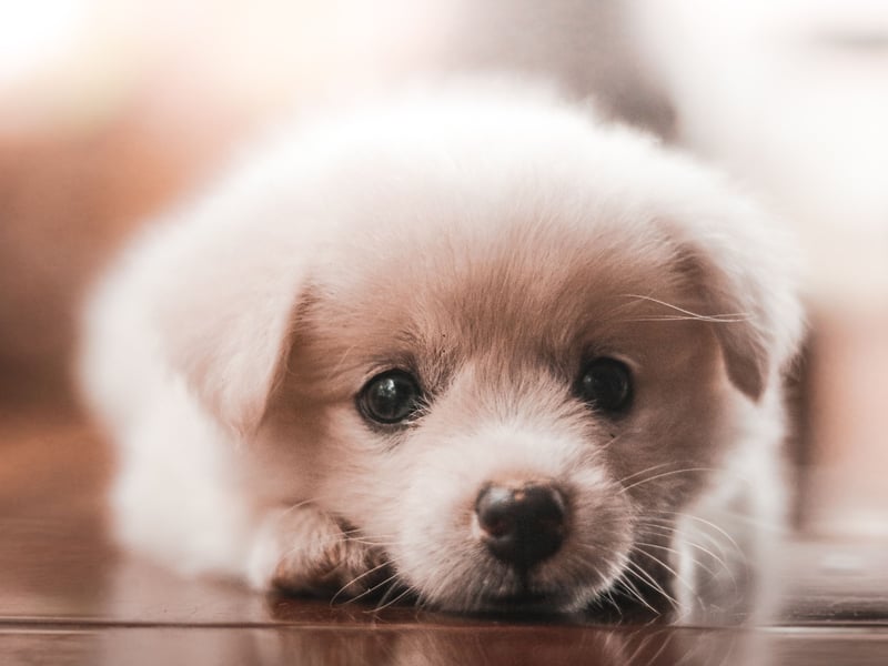 Germanic name Charlie means 'free man or 'warrior'. 