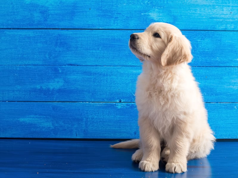 The  name Bear refers directly to the animal of the same name, which is know for  strength and courage.
