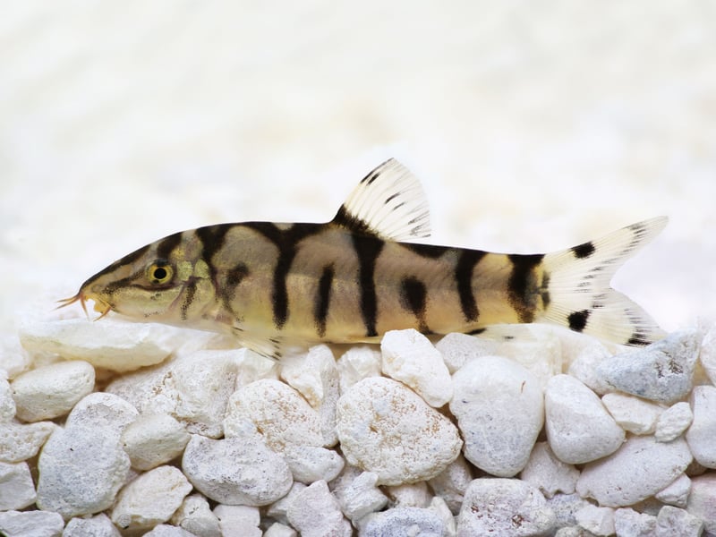 One of the more playful and sociable bottom-feeders, the Yoyo Loach is easy to identify thanks to its unique, maze-like markings (that resembling the word 'yoyo'. Not one for small tanks - they can grow up to six inches in length - they love darting around the aquarium, although that play can see them nip at more slow-moving fishy friends.