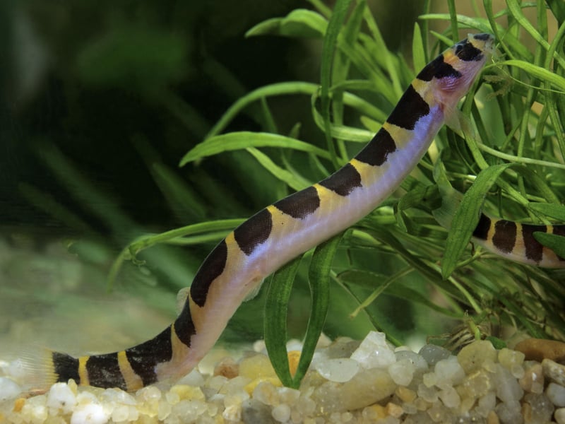 For something a bit unusual, add a few Kuhli Loach to your community tank. These peaceful, eel-like fish thrive in groups and enjoy burrowing in the substrate. They are nocturnal and prefer a well-planted tank with hiding spots. They are excellent at cleaning up leftover food but should be fed sinking pellets to ensure they receive adequate nutrition.