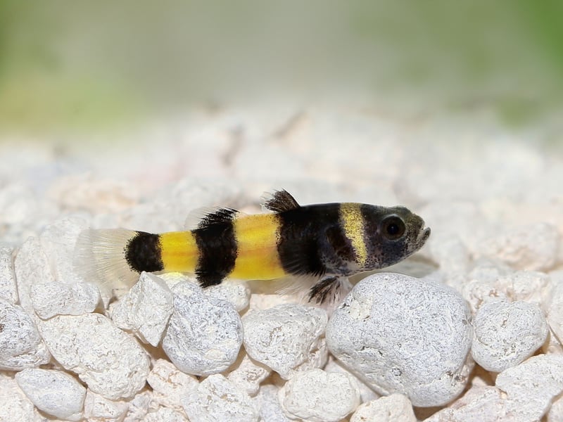 And the award for cutest bottom-dweller goes to...the adorable Bumblebee Goby. These wee fish make it look like you have bees shooting around the bottom of your aquarium. They can be picked on by other fish so best have a few of them so they can form a gang to protect each other.