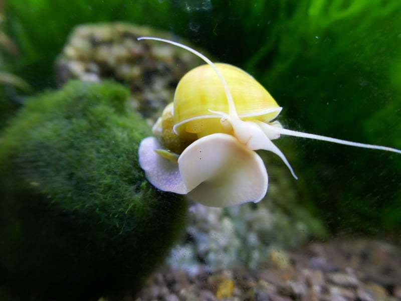 Many aquariasts overlook Freshwater Snails but they are a great addition to your watery ecosystem, hunting down the smallest pieces of algae. They are incredibly low-maintenance, don't hassle any of their tankmates and are never done cleaning up. There are many species, including soe dramatic examples like the pictured Apple Snail.