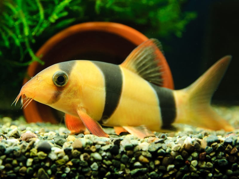 Another fish that's great for cleaning up in large aquariums (they need a tank of at least 75 gallons), the spectacularly-coloured Clown Loach love a home with plenty of hiding places. Highly sociable, they are happy in groups of at least five. 