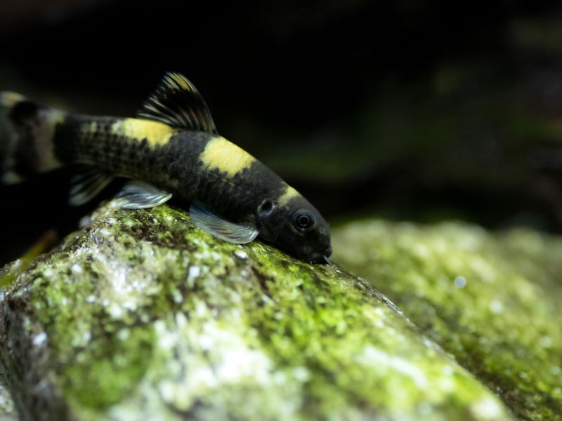 Another good choice for keeping smaller aquariums spick and span is the Panda Garra. They can get aggressive but only when challenged, so will get along well in a tank with more placid fish.  They are well known for their talent at controlling algae, keeping water clear.
