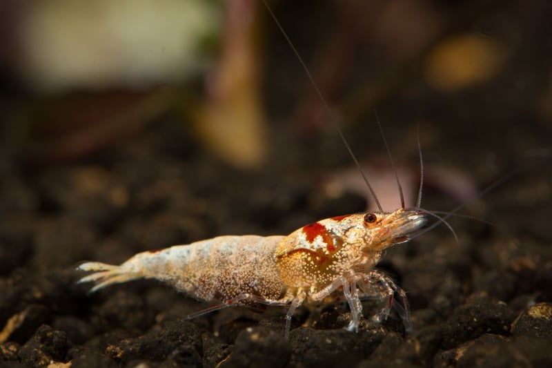 They may not be fish, but tiny Crystal Bee Shrimp make a great addition to any aquarium. It's fascinating to see then scuttling around the bottom of the tank, cleaning as they go, and they don't tend to bother the fish. 