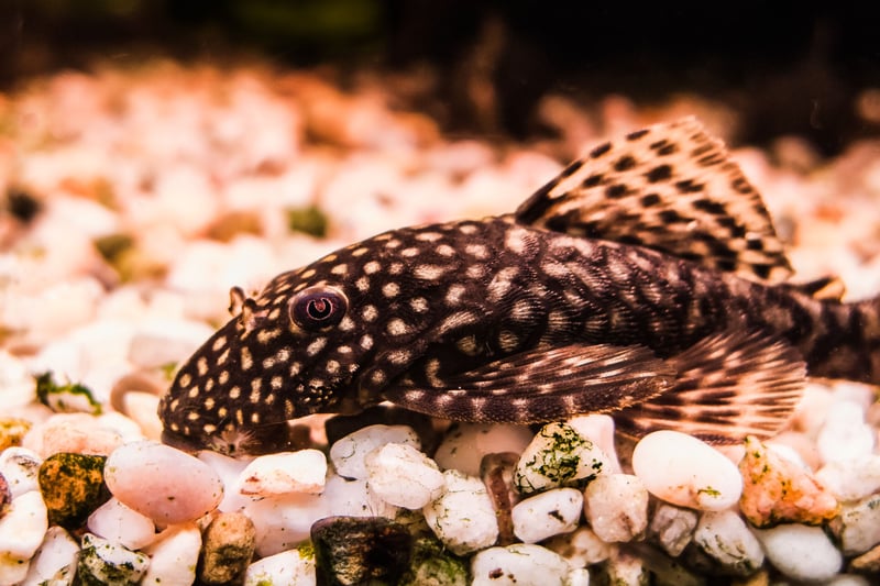 Amazingly camoflagued - you could be forgiven for thinking they're a rock - Bristlenose Plecos are peaceful algae eaters that help maintain a clean tank. Unlike the Common Plecos, they stay relatively small, making them more suitable for home community aquariums. Pop a piece of driftwood in their tank so they can enjoy gracing on it.