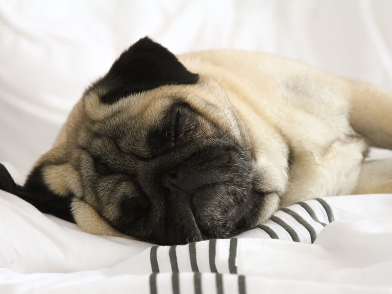 Pugs are affectionate, small-sized dogs that love being near their owners and can fit easily into any sleeping arrangement. They do shed a little, and are prone to snoring on occasion, but their calm nature makes up for those little niggles.