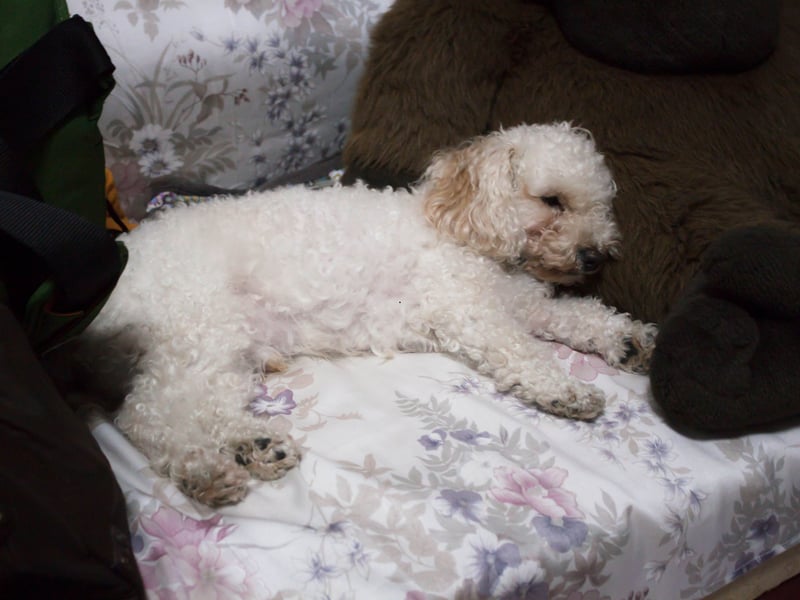 The Poodle scored particularly highly for a lack of shedding hair - this hypoallergenic breed won't leave your bed matted with fur. They also come in three different sizes - toy, miniature and standard - depending on the size of your bed!