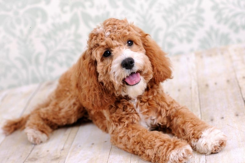 One of the most popular dog breeds in recent years, Cockapoos (a mixture of cocker spaniels and miniature poodles), are the equal third best dogs to have in your bed. They lose a couple of points for their relatively big size, but otherwise have all the right attributes to be a great bedfellow.