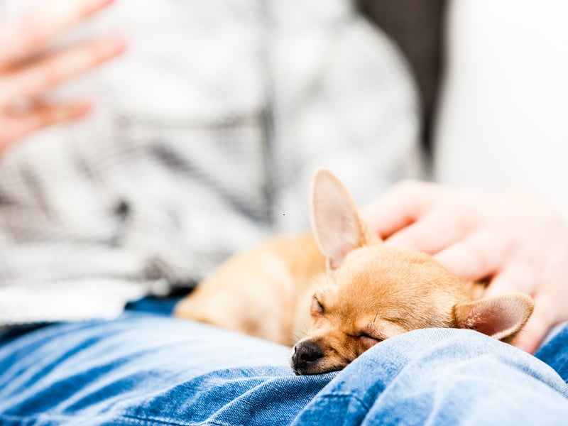 If space is at a premium then you can't get a better sleeping partner than the Chihuahua - the world's smallest dog. These dogs are packed with character and love staying close to their beloved owners all the time.