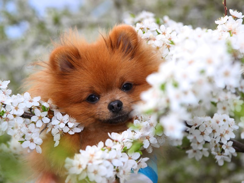 The Pomeranian is another dog on this list that can enjoy the occasional bark at night. If you can keep them quiet though, these tiny dogs are great company - and take up very little space