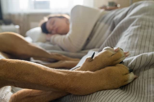 Some dog breeds are a dream to sleep with.