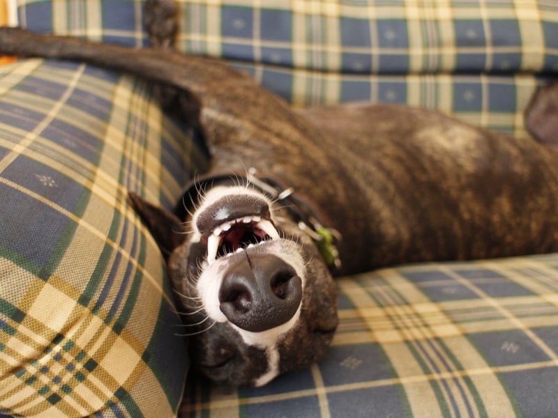 Greyhounds may seem like an unusual choice for a canine bedmate given their speddy reputation, but they are notorious couch potatoes. These dogs will be more than happy to enjoy a long lie with you just as long as they've had a good runaround. They are quiet, unlikley to fidget too much, and don't shed excessively.