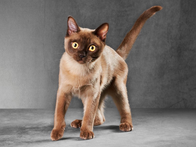 Burmese cats are known for their muscular bodies and robust health, with a lifespan of 16–20 years. They have minimal genetic health issues and are naturally active, which helps maintain a healthy weight. Burmese cats are social, affectionate, and thrive in human company. 