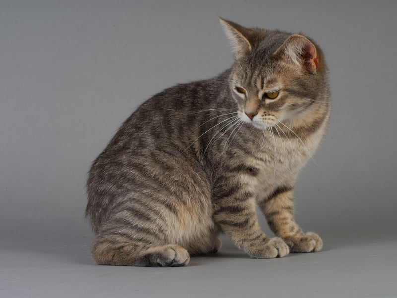 Manx cats are naturally strong and muscular, with few genetic health issues. They have a lifespan of 14–16 years and are known for their playful yet hardy nature. The Manx gene, which causes their tailless appearance, is well-maintained in healthy breeding programs to prevent health complications.