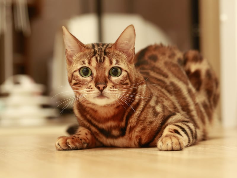 Bengals are one of the healthiest cat breeds, known for their strong, muscular build and high energy levels. They have a lifespan of 12–16 years and are less prone to genetic disorders. Bengals are naturally athletic and highly intelligent.