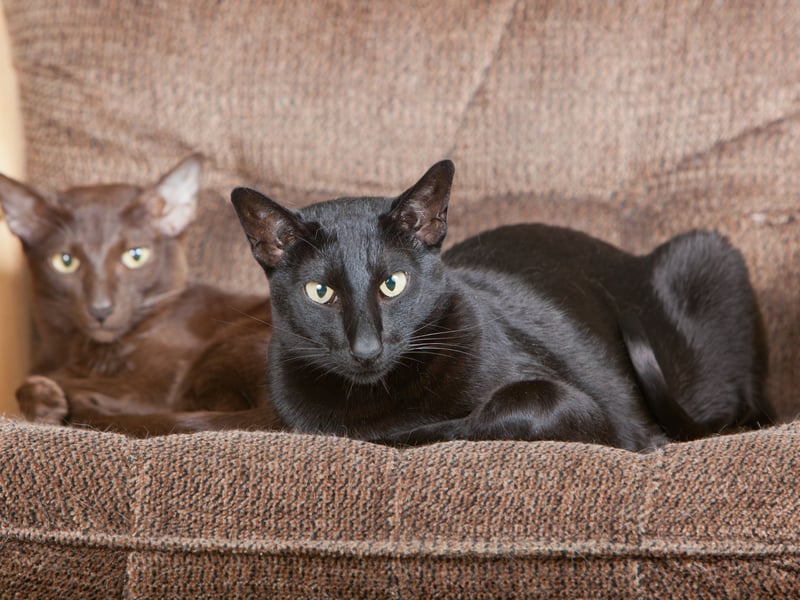 Oriental Shorthairs are closely related to Siamese cats and share their excellent health and longevity, often living 15–20 years. They have a sleek, muscular body that stays naturally fit due to their active nature.