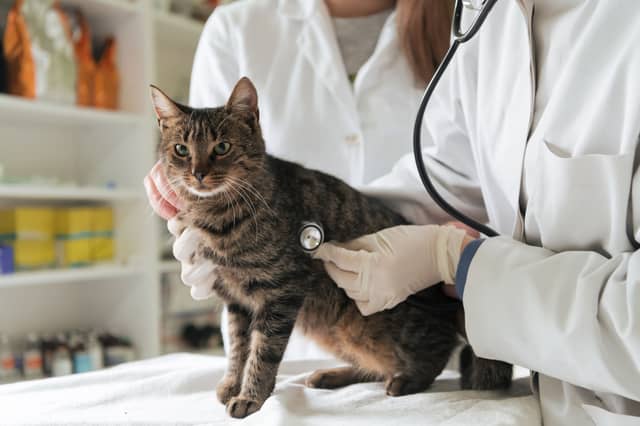 Some cats are more likely to require a trip to the vets than others.