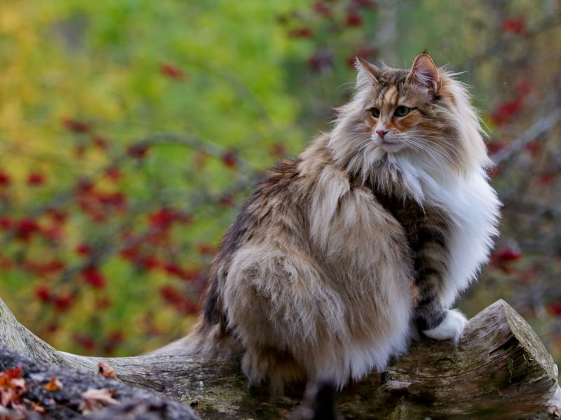 Norwegian Forest Cats are naturally hardy due to their origins in the cold climates of Scandinavia. With a lifespan of 14–16 years, they have strong immune systems and are not prone to many hereditary illnesses. 