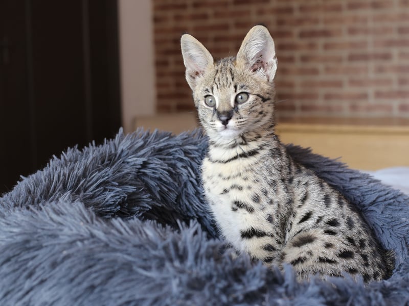 Savannah cats are a hybrid breed known for their excellent health and athletic build. With a lifespan of 12–20 years, they are one of the longest-living cat breeds. Their hybrid genetics give them a strong immune system and resistance to many feline diseases.