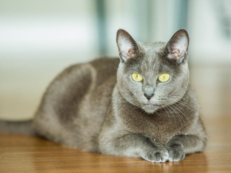 Russian Blues are one of the healthiest cat breeds, known for their robust immune system and long lifespan of 15–20 years. They have minimal genetic health issues and a sleek, muscular build. Russian Blues are naturally resistant to many common feline illnesses and rarely suffer from obesity due to their active nature.