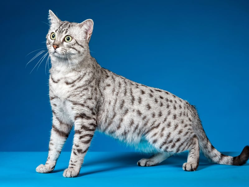 The Egyptian Mau is one of the fastest domestic cats and is known for its exceptional health. With a lifespan of 12–15 years, they are generally free from major hereditary diseases. Their alert and energetic temperament contributes to their overall well-being.
