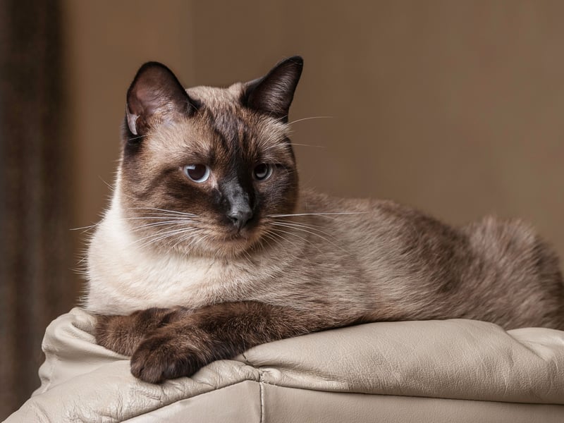 Siamese cats are known for their sleek bodies, high energy levels, and long lifespan of 15–20 years. They are naturally athletic and have strong genetics, making them less prone to common feline diseases. Siamese cats maintain a healthy weight due to their active nature and love of play.