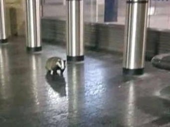A badger photographed roaming free at Sheffield station, devoid of the usual passengers, during the Covid pandemic