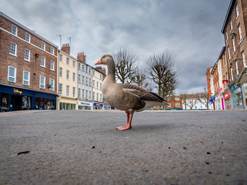 A lone goose in the middle of Parliament Street, York, at midday on a Saturday as the streets are empty from the normal tourist traffic during the Covid lockdown in March 2020