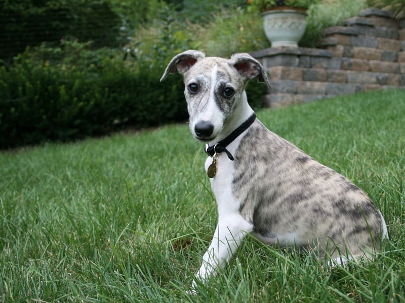 Who wouldn't fall in love with the beautiful pointy face of a Whippet? Scientifically speaking they aren't that great looking though.