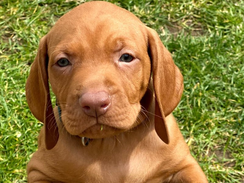 Remarkably, the Hungarian Vizsla is the second ugliest dog according to the golden ratio. With other cute favourites like the Labrador appearing mid-table in the results it appears that this doesn't affect a dog's popularity.
