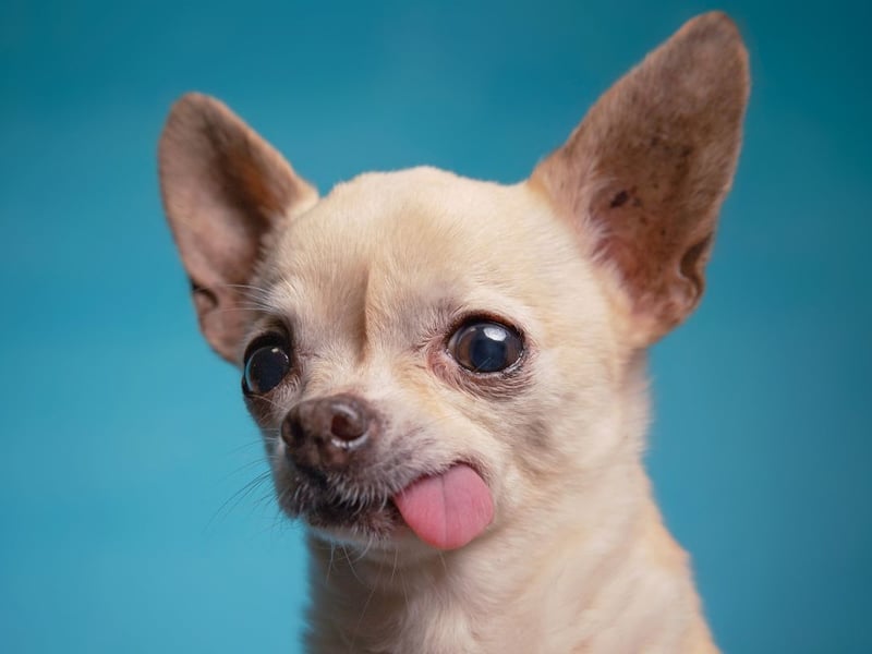 The Chihuahua is apparently the least asthetically pleasing breed of dog according to the results of the research. We still think they are gorgeous though.