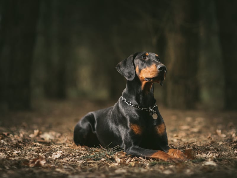Nobody's likely to tell a Doberman it's ugly to its face - they are not a dog you want to get on the bad side of.