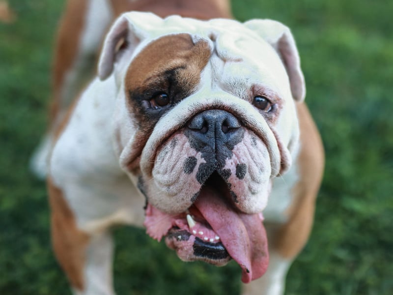 The Bulldog is the first on this list with a face that could be fairly described as an aquired taste. We love the brave and slobbery canine heroes though.