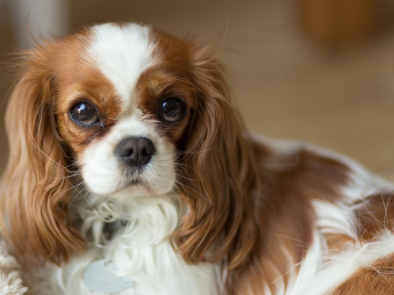 Perhaps the ultimate proof that beauty is more than an equation - the stunning Cavalier King Charles Spaniel completes the top five of 'ugly' dogs.
