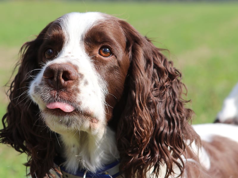 When you have a personality as bubbly as the Springer Spaniel then you're not too worried about how you fit into a golden ration. Is there a dog lover in the world that would call those wee furry faces ugly?