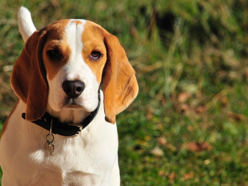 We can't believe the Beagle isn't up at the top when it comes to the most beautiful breeds. Instead it comes fourth from bottom.